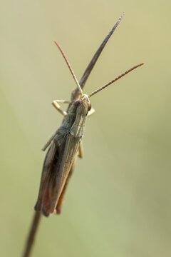 Acrididae, Caelifera, Chorthippus dorsatus, field locusts, gomphocerinae, short-feeler, steppe grasshopper, grasshopper, grasshopper, grasshopper, grasshoppers, high size, portrait format, insects, males, males