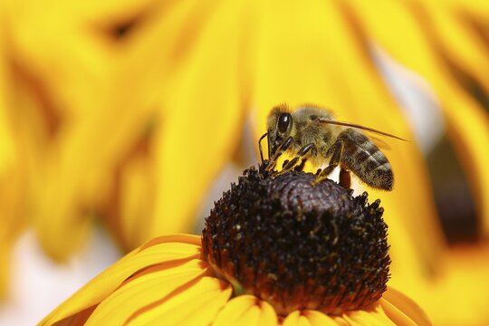 European honey bee (Apis mellifera) collecting nectar from a flower of yellow coneflower (Echinacea paradoxa), Wilden, North Rhine-Westphalia, Germany
