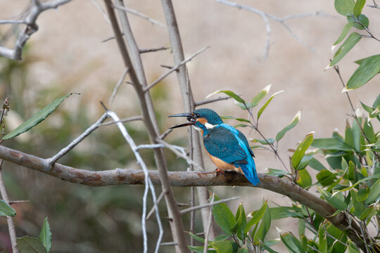 Common Kingfisher Perched on Tree Branch with Fish in Beak in Spring Nature