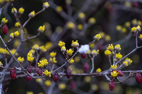 Small Yellow Flowers and Red Berries of Cornelian Cherry Blooming in Spring Season Nature Background