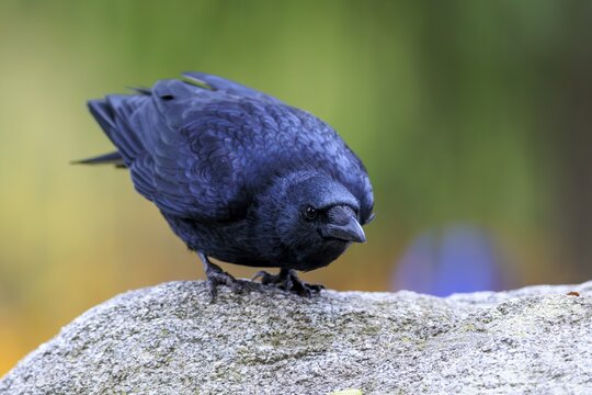 Curiously tilted crow on a rock in front of cool green-purple bokeh, raven crow (Corvus corone) wildlife, Germany