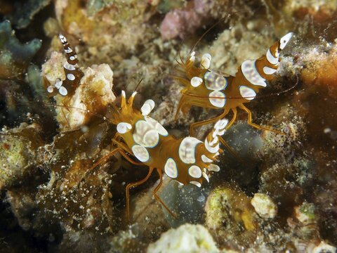 Two dotted orange and white shrimps, hollow back shrimp (Thor amboinensis), on corals, dive site Spice Reef, Penyapangan, Bali, Indonesia