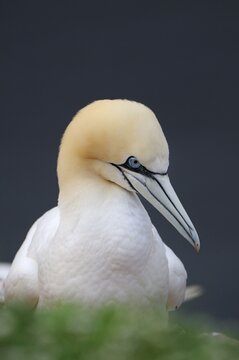 Gannet (Morus bassanus, Sula bassana)