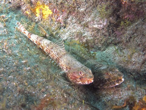Two fish, Atlantic lizardfish (Synodus saurus), camouflaged on an algae-covered seabed, Risco Verde dive site, Arinaga, Gran Canaria, Spain, Europe, Atlantic Ocean