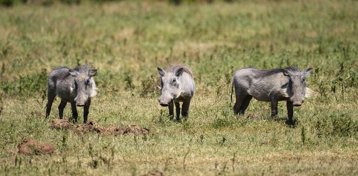 Three warthogs (Phacochoerus africanus), Addo-Elefant National Park, Eastern Cape, South Africa