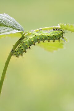 Small emperor moth (Saturnia pavonia), caterpillar on the forage plant raspberry, Schwaz, Tyrol, Austria