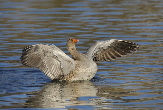 Greylag Goose (Anser anser) plumage care