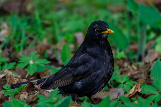 A blackbird with a bright yellow beak stands alertly on the forest floor