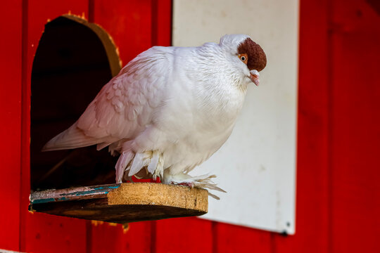 White pigeon with distinctive brown head feathers perched on a wooden ledge