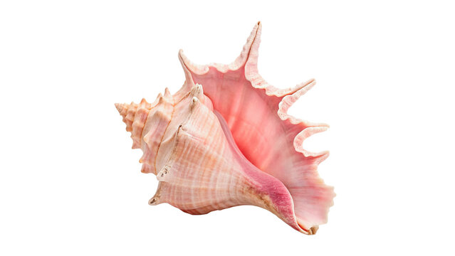 Beautiful textured pink sea shell aquatic conch ornament isolated on transparent background