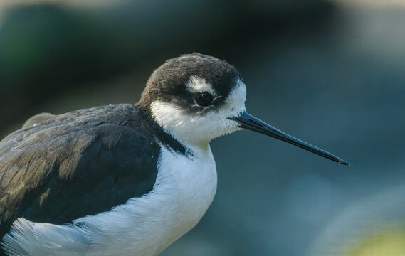 black-necked stilt (Himantopus mexicanus) wader bird