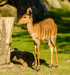 lowland nyala (Tragelaphus angasii) standing © Petr