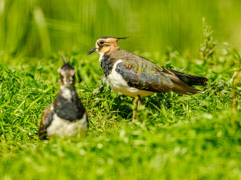 northern lapwing (Vanellus vanellus) in grass