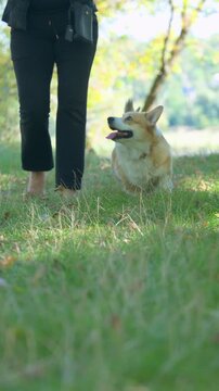 video of a corgi on a walk in the park.
