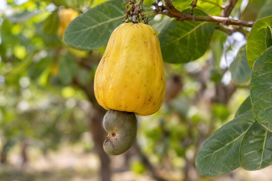 P&eacute; de cajuiro do caju amarelo no p&eacute;, caju amarelo 