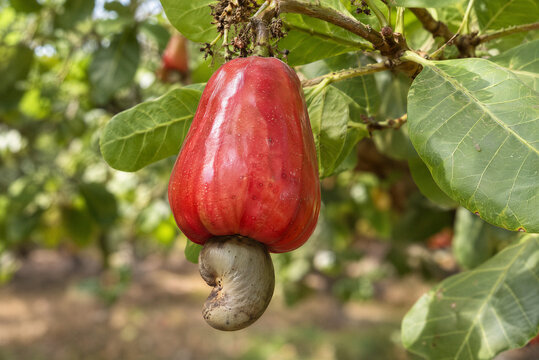 Caju vermelho no p&eacute;, fruta tipica do nordeste Brasileiro 