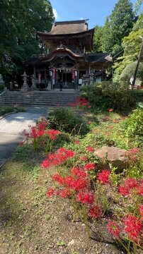Red Spider Lilies and Traditional Japanese Shrine with Stone Lanterns, Vertical 03
