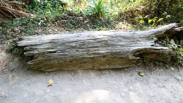 Large fallen rotten tree log lying on ground in natural park