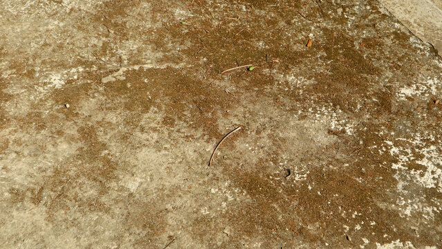 Dry moss and dirt covered concrete ground surface background texture