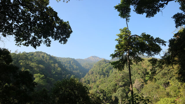 Scenic view of green mountain range surrounded by lush forest trees