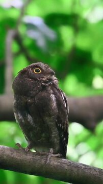A small owl perched on a branch in the forest