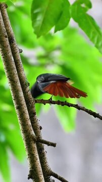 Beautiful Grey headed Canary flycatcher perching on a tree branch