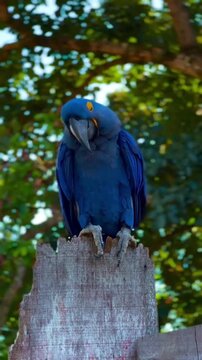 Beautiful Hyacinth Macaw perched on a wooden post