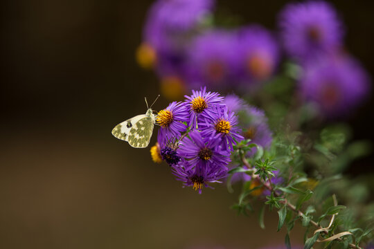 Butterfly on an purple and yellow aster flower in autumn