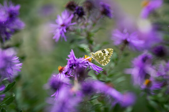 Butterfly on an purple and yellow aster flower in autumn