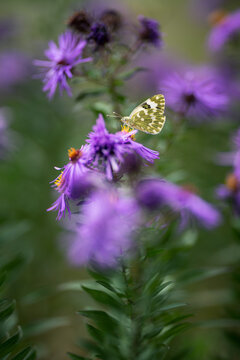 Butterfly on an purple and yellow aster flower in autumn