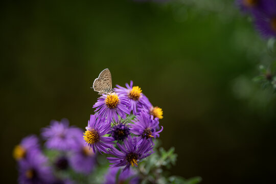Butterfly on an purple and yellow aster flower in autumn