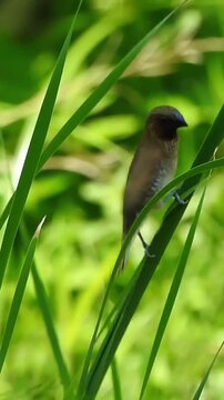 Scaly breasted bird perching on a green reed