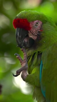 Military Macaw parrot cleaning its foot on a tropical background