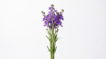 Obraz premium Violet flowers and green stems isolated on a white background