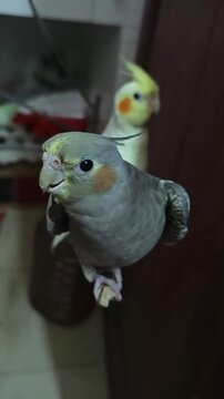 A cute grey cockatiel parrot perched on a small branch
