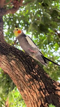 A cute cockatiel parrot perched on a tree branch