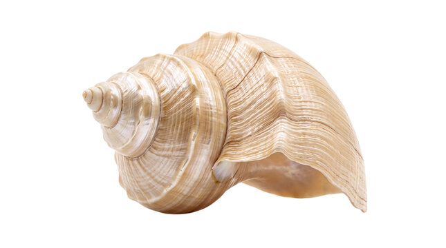 Large, ornate seashell with spiral texture and creamy isolated on png transparent background