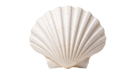 Single white scallop shell with detailed ribbing on isolated on png transparent background © Sarkar
