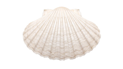 View of a white scallop shell with visible ribs on isolated on png transparent background © Sarkar