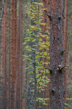 Clear pine autumn forest on a cloudy day. Tranquil nature scene.