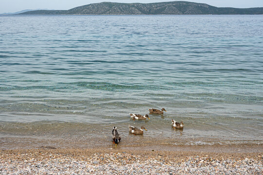 Mallard ducks swimming at Agios Petros beach, Alonissos, Greece