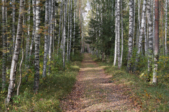 Autumn forest in a warm sunny day.