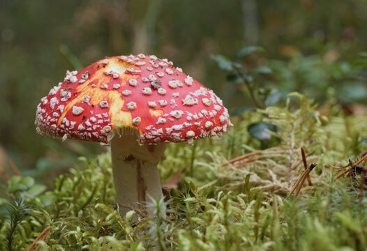 Mushroom growing in the autumn forest. Red fly agaric.