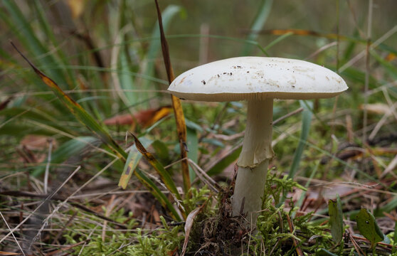 The poisonous, death cap, mushroom grows in the autumn pine forest.
