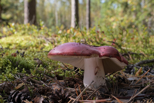 Mushroom growing in the autumn forest.