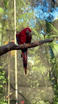 Brazil, Red macaw parrot perched on a branch in an enclosure, motion video footage