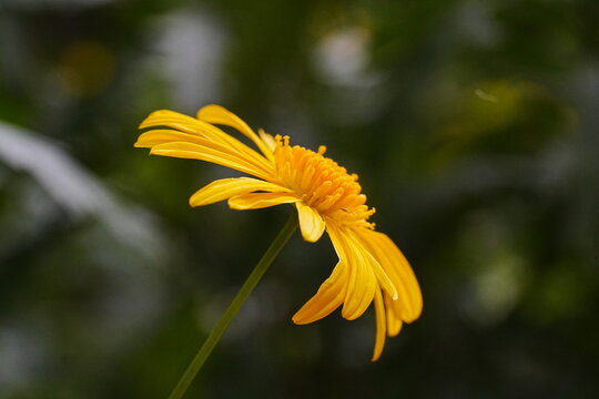Close Up of a Beautiful Yellow Euryops Pectinatus Flower