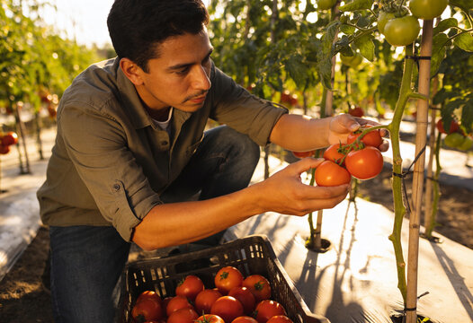Young Hispanic Man Harvesting Ripe Red Tomatoes in Organic Vegetable Garden During Sunny Morning Warm Natural Light