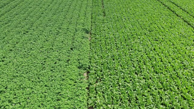 Green harvest in field. Summer green field. Agricultural aerial landscape. Green crop agricultural farm landscape. Harvesting and agriculture. Crop plantation at farm. 4k footage