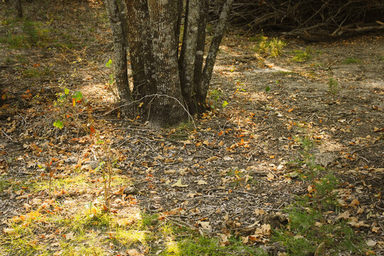Texas Woodland Floor with Fallen Leaves and Copy Space in Autumn